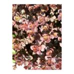 Ayc Botanik 10 Adet Red Dragons Blood Sedum Tohumu