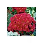 Ayc Botanik 10 Adet Red Grandiflora Meteor Godetia Tohumu