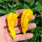 Ayc Botanik 10 Adet Sarı Bhut Jolokia Biber Tohumu - 1 Paket