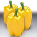 Ayc Botanik 10 Adet Sarı Dolmalık Biber Tohumu - 1 Paket