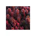 Ayc Botanik 10 Adet Sedum Dragon’s Blood Succulent Tohumu