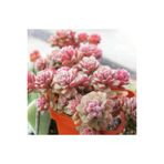 Ayc Botanik 10 Adet Sedum Versadense Succulent Tohumu