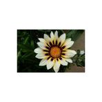 Ayc Botanik 10 Adet White Gazania Tohumu