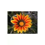 Ayc Botanik 10 Adet Yellow Orange Gazania Tohumu