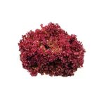 Ayc Botanik 100 Adet Lettuce (Marul) Lollo Rosso Dark Red Tohumu