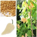 Ayc Botanik 20 Adet Beyaz Bhut Jolokia Biber Tohumu - 1 Paket