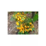 Ayc Botanik 20 Adet Golden Cherry Domates Tohumu