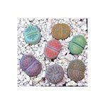 Ayc Botanik 20 Adet Lithops Mix Tohumu