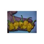 Ayc Botanik 20 Adet Lucifer's Lemons Biber Tohumu