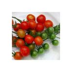 Ayc Botanik 20 Adet Tess Land Race Currant Domates Tohumu