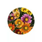 Ayc Botanik 5 Adet 5 Renk Gazania Çiçeği Tohumu