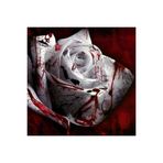 Ayc Botanik 5 Adet Blood Rose Gül Tohumu