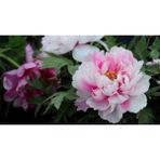 Ayc Botanik 5 Adet Pembe Şakayık Çiçeği Tohumu - 1 Paket