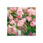 Ayc Botanik 5 Adet Pink Rose Gül Tohumu