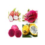 Ayc Botanik 9 Adet 9 Renk Tropikal Dragon Fruit (Pitaya) Meyvesi Tohumu