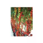 Ayc Botanik Agrobazaar Sırık Cherry Domates 25 Tohum