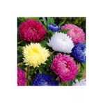 Ayc Botanik Aster Papatyası (Ponpon Papatya) Tohumu 10 12 Adet