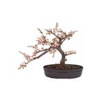 Ayc Botanik Bodur Cherry Blossom Bonzai Ağacı Tohumu 5 Adet Bonsai Ağacı Tohumu