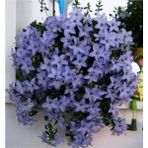 Ayc Botanik Campanula Mavi Çan Çiçeği Tohumu 10 12 Adet - 1 Paket