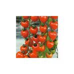 Ayc Botanik Çilek Domatesi Tohumu 10 Adet Tohum Tometoberry Domates Tohumu