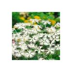 Ayc Botanik Dianthus Superbus White Bol Kokulu Karanfil Çiçeği Tohumu