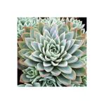 Ayc Botanik Echeveria Violet Queen Sukulent Tohumu