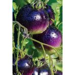 Ayc Botanik Hybrite Mor Domates Tohumu / 10+ Adet Tohum