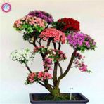 Ayc Botanik Japon Gülü Ağacı Bonsai Tohumu - 1 Paket