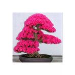 Ayc Botanik Japon Sakura Bonsai Ağacı Tohumu 3 Adet