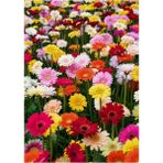 Ayc Botanik Karışık Renkli Gerbera Çiçeği Tohumu - 1 Paket