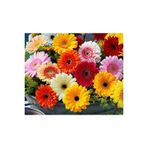 Ayc Botanik Karışık Renkli Gerbera Çiçeği Tohumu