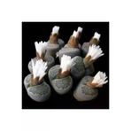 Ayc Botanik Lithops Salicola Sukulent Tohumu