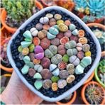 Ayc Botanik Lithops Taş Çiçek Tohumu 15 Adet - 1 Paket