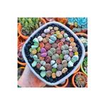 Ayc Botanik Lithops Taş Çiçek Tohumu 15 Adet
