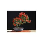 Ayc Botanik Pyracantha Bonsai Ağacı Tohumu 3 Adet