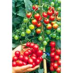 Ayc Botanik Salkım Cherry Domates Tohumu / 5+ Adet Tohum