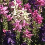 Ayc Botanik Salvia Horminum Karışık Renkli Adaçayı Çiçeği Tohumu - 1 Paket