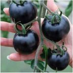 Ayc Botanik Siyah Domates Tohumu 5 Adet Tohum Black Tomato - 1 Paket