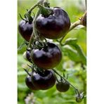 Ayc Botanik Siyah Kumato Domatesi Tohumu / Eko Paket 25 + Adet Tohum