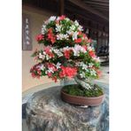 Ayc Botanik Unjour Un Iki Renkli Bonsai Ağacı Tohumu-10 Adet