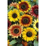 Ayçiçek Tohumu Autumn Beauty Pastel Renkler Helianthus Annuus