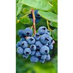 AYDOĞDU BLUECROP Yaban Mersini Blueberry Fidanı