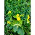Aydoğdu Bodur Sarı Renk Ağaç Minesi Lantana Camara, 20 Cm, Saksıda