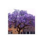Aydoğdu Dünya'nın En Hızlı Büyüyen Ağacı Paulownia Fidanı