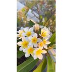 AYDOĞDU Plumeria stenophylla/Hint Mabet Ağacı, Frangipani Amerikan Fulu