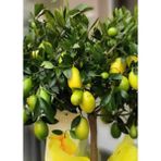 Aydoğdu Tüplü Aşılı Limequat Misket Süs Limon Fidanı