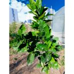 Aydoğdu Tüplü Aşılı Satsuma Mandalina Fidanı