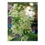 AYDOĞDU Tüplü Gece Sefası Melisa ( Limon Çiçegi) 40/60cm