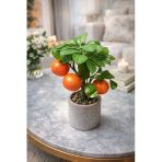 Aymumi Home Yapay Mandalina Ağacı Saksılı 26 Cm Dekoratif Bitki Gerçek Görünümlü Mini Narenciye Ağacı