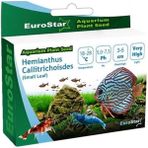 AyrStore Hemianthus Callitrichoides Akvaryum Bitkisi Tohumu